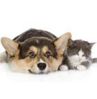 Assurance animaux