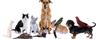 Shazam animaux application reconnaissance
